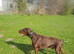 Proven Euro Doberman for Stud
