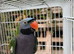 Lord Derbyan Parrot