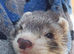 Ollie the ferret