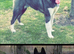 American Akita Chunky Bears