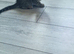 4 litle kittens for sale