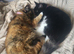 Bonded mum and daughter Kitty and Biscuit