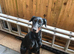 Doberman pincher