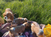 Beautiful Boys - Pure Cavalier King Charles!