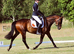 Katie 9 yrs Stunning TB x Cleveland Bay mare