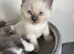 Ragdoll male kitten 10/07/26