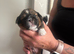Imperial shihtzu puppies