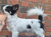beautiful chihuahua longcoat