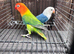 Fischers Lovebirds looking for a new home