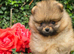 *Beautiful pedegree pomeranian pup*