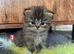 Doll face Persian kittens