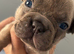 The cutest frenchie pups ever! Payment plan option