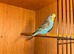 Young Budgies's for sale