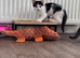 Playful Kittens