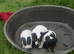 jack russell pups