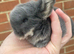 Mini lops (2 boys 1 girl)