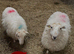 Welsh Mountain Ewes mum and daughter