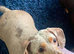 Sweet & Affectionate Isabella Dachshund "Lady" (5 Years Old) – Seeking Her Forever Single-Dog Home