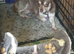 I have 3 chihuahua puppies ready to go Lincolnshire