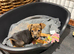 Jack Russell Puppies