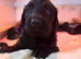 Flat coat puppies