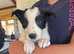 The cutest collie puppy's