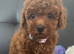 3 Gorgeous Toy Maltipoo Puppies For Sale