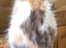 18 month old female maine coon