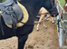 !WANTED! Pony/horse