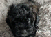 Absolutely beautiful Cavapooshon puppies
