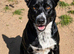 Beautiful borador puppies