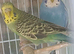 Pair of young budgies unrelated