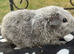 Teddy and Texel boys available