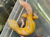 Albino leopard gecko cb26