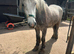 3yr old grey gelding