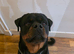 3yr Male Rottweiler