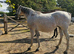 15.2 Grey tb mare 13 yrs