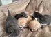 Outstanding Russian blue mixed kittens