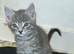Maincoon x tabby kittens