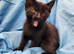 11 adorable kittens for sale