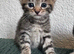Kittens looking for their forever home