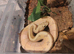 Royal python babies for sale cb26