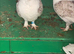 Lovely White Pigeon