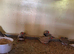 2026 zebra finches