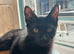 Maine coon kitten boy left looking for his forever home 1 beautiful boy left full bread Maine coons