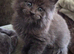 Maine coon pedigree kittens