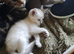 2 x Half bengal kittens &1 Marble Bengal for sale