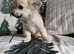Beautiful Long-Haired Chihuahua Puppies ️ KC Registered - 3 Girls & 1 Boy