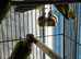 Baby lovebirds Glasgow