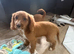 Gorgeous Cavapoo puppies ready now